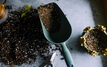 Landscaped garden area
